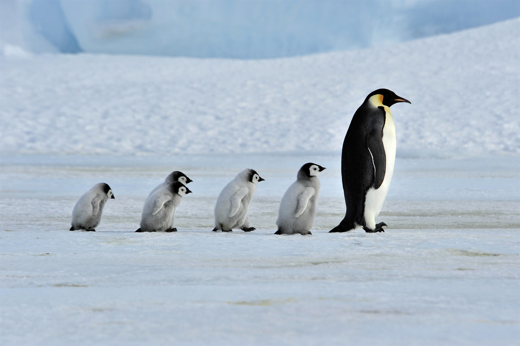 An adult emperor penguin leading a line of fluffy chicks across the ice