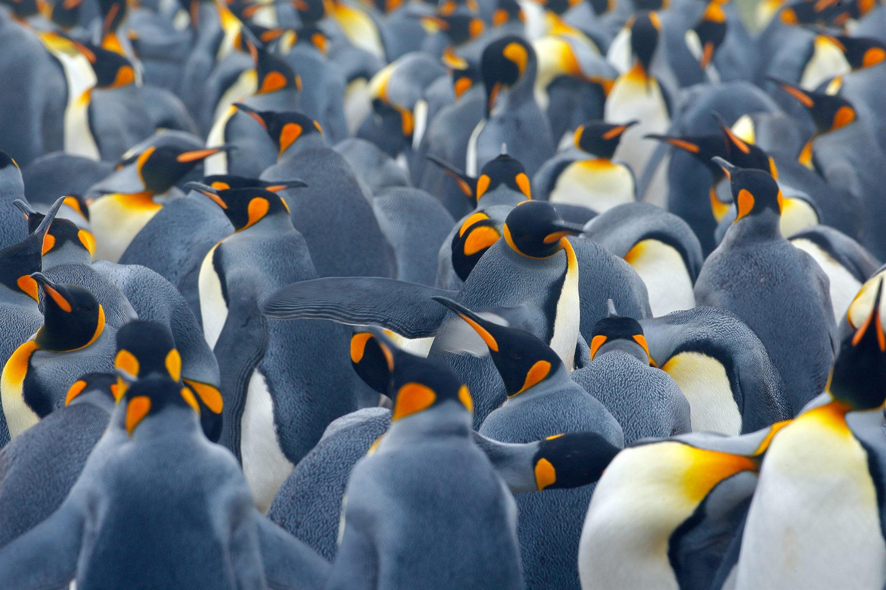 A tightly packed colony of king penguins in the sub-Antarctic